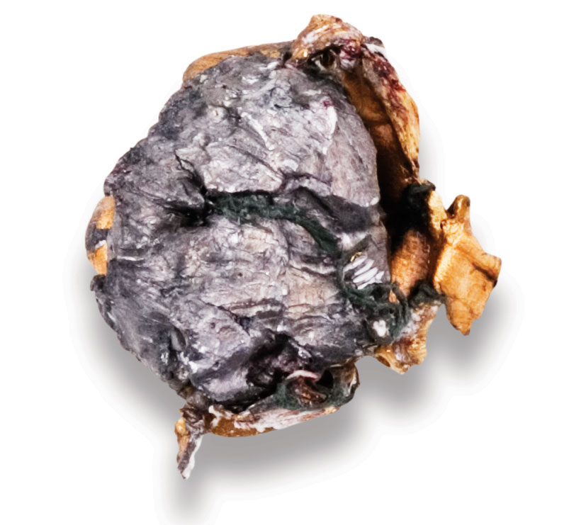 Recovered Bullet Recovered Bullet