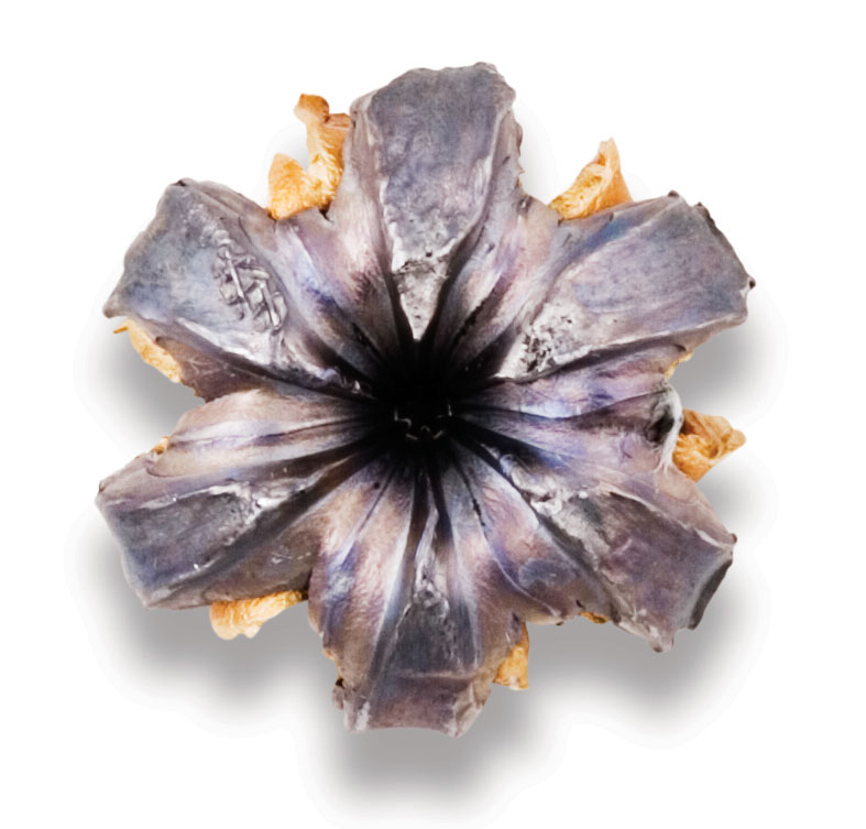 Recovered Bullet Recovered Bullet