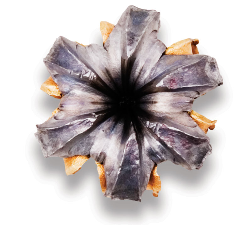 Recovered Bullet Recovered Bullet