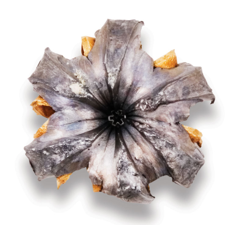 Recovered Bullet Recovered Bullet