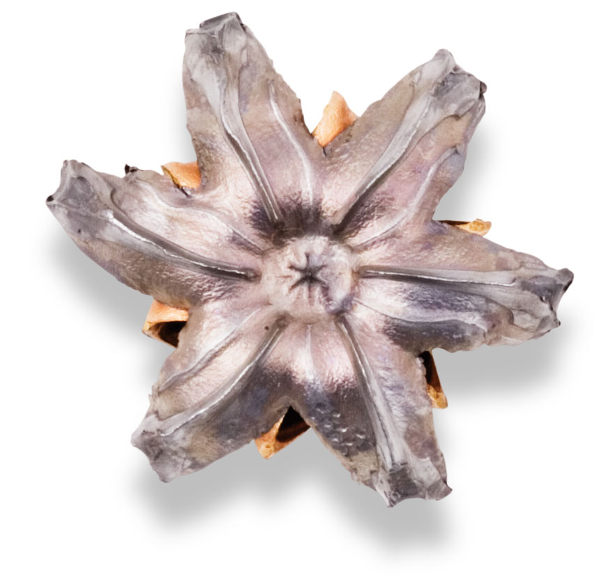 Recovered Bullet Recovered Bullet