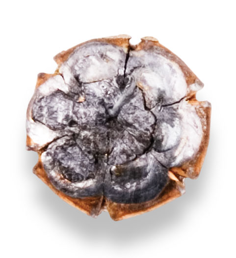 Recovered Bullet Recovered Bullet