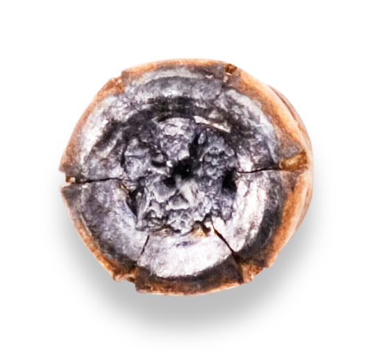 Recovered Bullet Recovered Bullet