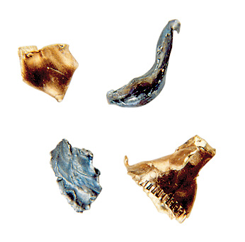 Recovered Bullet Recovered Bullet