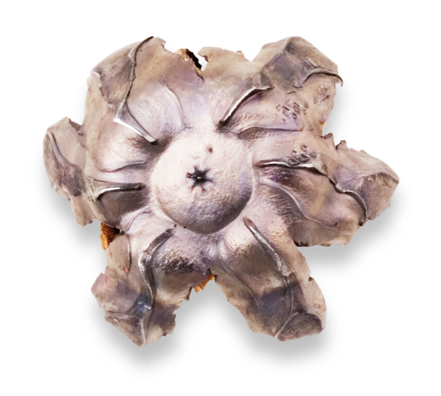 Recovered Bullet Recovered Bullet