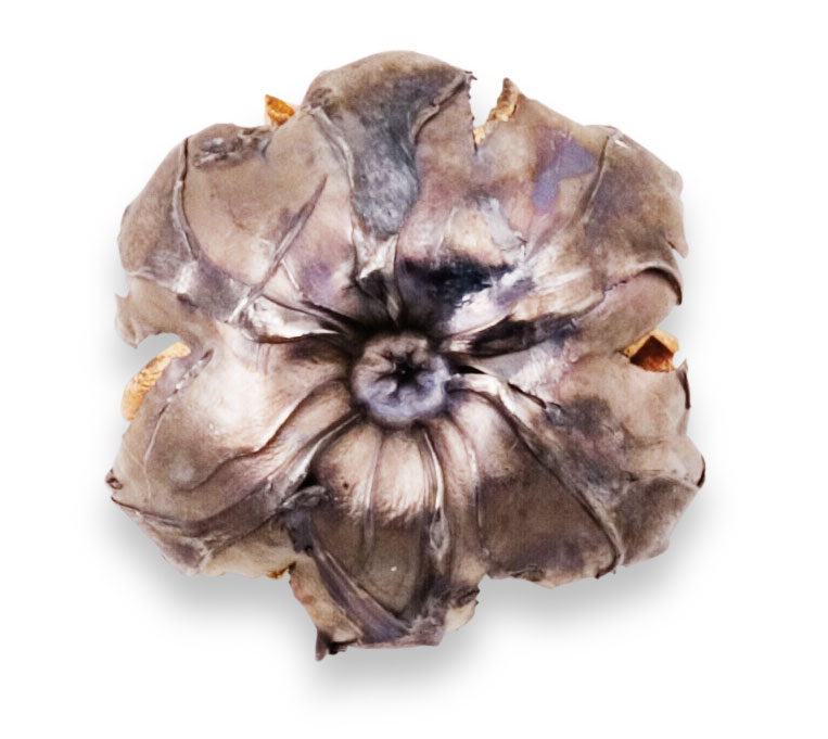 Recovered Bullet Recovered Bullet