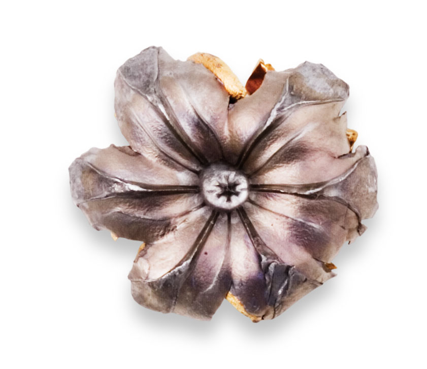 Recovered Bullet Recovered Bullet