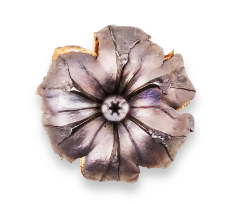 Recovered Bullet Recovered Bullet